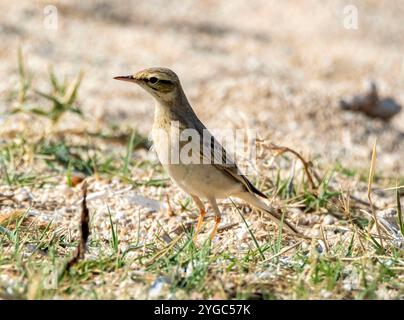 Tawny Pipit, Anthus campestris, an der felsigen Küste, Paphos, Zypern. Stockfoto