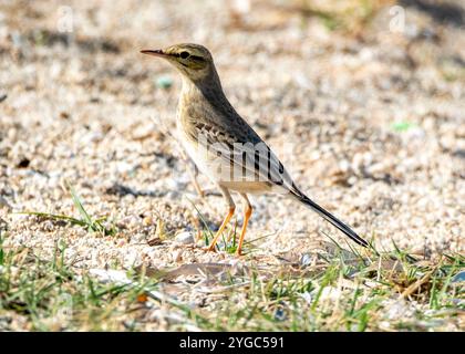 Tawny Pipit, Anthus campestris, an der felsigen Küste, Paphos, Zypern. Stockfoto
