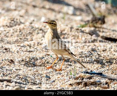 Tawny Pipit, Anthus campestris, an der felsigen Küste, Paphos, Zypern. Stockfoto