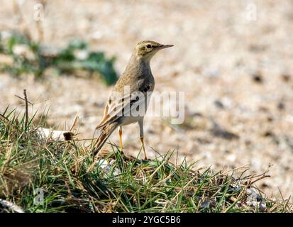 Tawny Pipit, Anthus campestris, an der felsigen Küste, Paphos, Zypern. Stockfoto