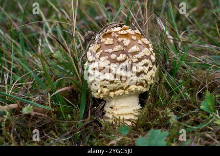 Amanita Regalis Pilz im Gras. Bekannt als Königliche Fliegenpilze oder König von Schweden Amanita. Wilder Giftpilz im Fichtenwald. Stockfoto