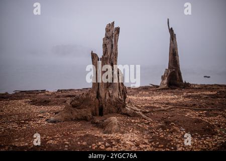 Baumstümpfe am Wasserrand an einem nebeligen Morgen am Wellington Dam, Western Australia. Felsen und Schmutz umgeben. Stockfoto