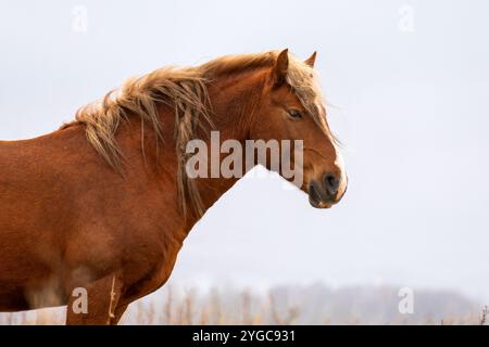 Ein schönes braunes Pferd, das anmutig in der Mitte eines weiten, offenen Feldes steht, umgeben von der Schönheit der Natur Stockfoto