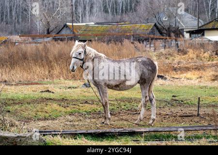 Pferd weidet auf einer hohen Grasweide. Die Farm ist die Heimat eines grauen Pferdes Stockfoto