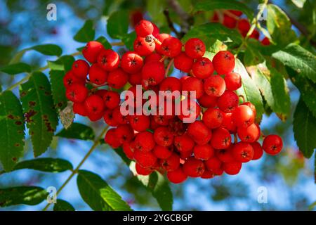 Leuchtend rote vogelbeeren hängen in Clustern auf sattgrünen Blättern und bilden einen auffälligen Kontrast zum klaren blauen Himmel. Stockfoto