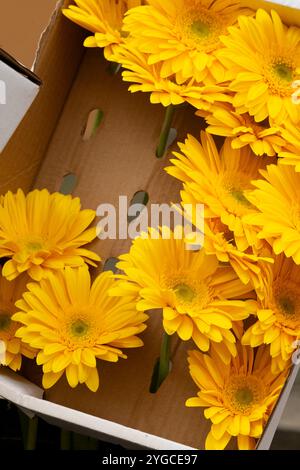 Gelbe Daisies in einer Box zum Verkauf auf einem Markt Stockfoto