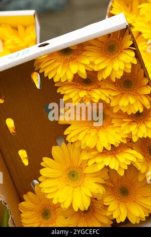 Gelbe Daisies in einer Box zum Verkauf auf einem Markt Stockfoto