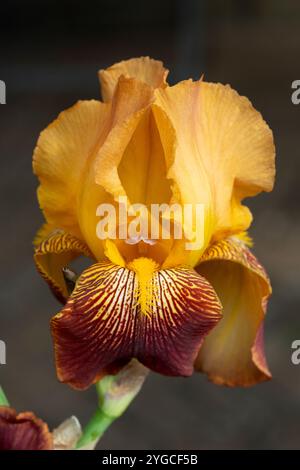 Iris, Iris Variegata (Ungarische Iris) Stockfoto