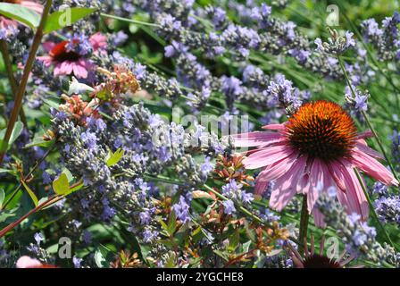 Ein Busch von zartem Lavendel und eine Blume von Echinacea Stockfoto