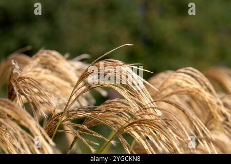 Nahaufnahme von Spitzen des Himalaya-Feengrases (Miscanthus nepalensis) in einem Garten im Spätsommer Stockfoto