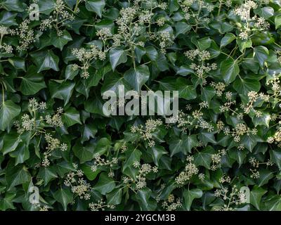 Blüten von Efeu (Hedera helix), die im Herbst an einer Gartenmauer wachsen Stockfoto