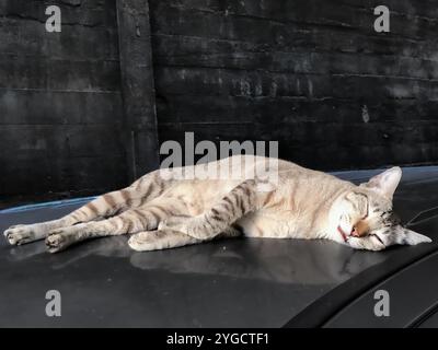 Die Katze machte ein lustiges und hässliches Gesicht, als sie auf dem Autodach gut schlief. Stockfoto