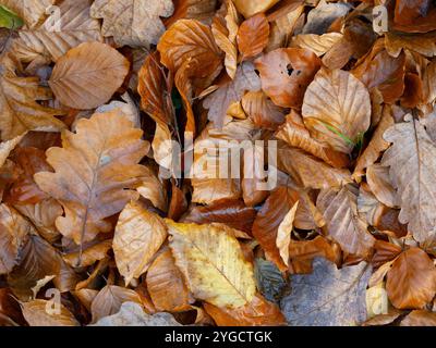 Herbstliche bunte Blätter mit einem kleinen weißen Pilz von oben gesehen Stockfoto