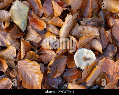 Herbstliche bunte Blätter mit einem kleinen weißen Pilz von oben gesehen Stockfoto