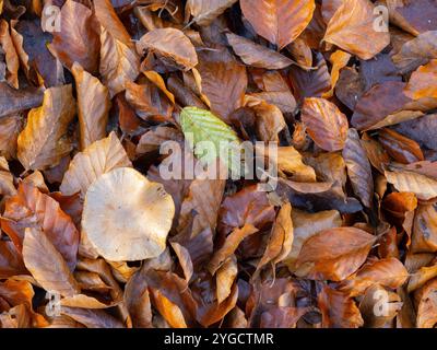 Herbstliche bunte Blätter mit einem kleinen weißen Pilz von oben gesehen Stockfoto