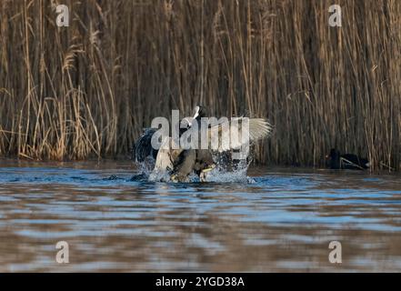 Black Coot, Fulica atra, zwei Black Coots kämpfen im Wasser, Lancashire, Großbritannien Stockfoto