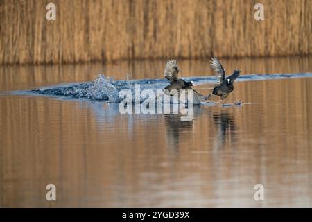 Black Coot, Fulica atra, zwei Black Coots kämpfen im Wasser, Lancashire, Großbritannien Stockfoto