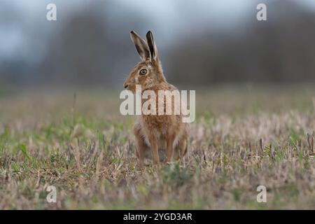 Ein europäischer Hase, Lepus europaeus, oder Braunhase, saß auf einem Feld in Lincolnshire, Großbritannien Stockfoto