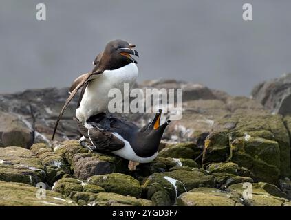 Paarungsrasiervögel, ALCA Torda, Northumberland, Großbritannien Stockfoto