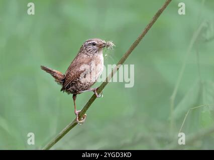 Wren, Troglodytes Troglodytes, erwachsener Vogel mit Insekten im Schnabel, auf Stock, Schottland Stockfoto