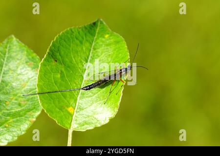 Weibliche Ichneumonwespe mit langem Ovipositor auf Birnenblatt. Dolichomitus-Komplex, Unterfamilie Pimplinae, Familie Ichneumonidae. Sommer, Niederlande Stockfoto