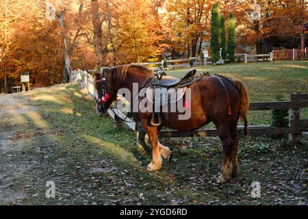 Ein gesatteltes Pferd grast in der Nähe eines Holzzauns mit einem rustikalen Häuschen im Hintergrund. Umgeben von Herbstbäumen strahlt diese Szene ländlichen Charme und tran aus Stockfoto