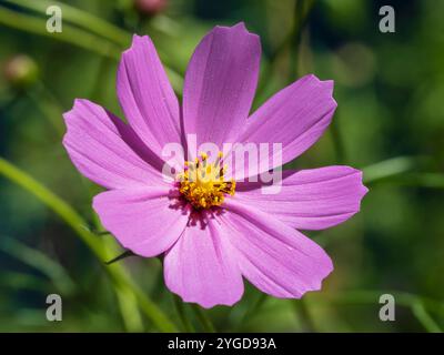 Nahaufnahme des bunten Rosa mit goldenem gelbem Herzen Kosmos bipinnatus Blume alias Gartenkosmos oder mexikanischem Aster auf grünem natürlichem Hintergrund Stockfoto