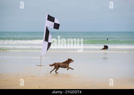 Ein Hund, der an einer schwarz-weiß karierten Sicherheitsfahne am Towan Beach in Newquay in Cornwall in Großbritannien vorbeiläuft. Stockfoto