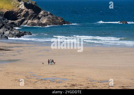 Menschen und ihre Hunde am unberührten Strand von Polly Porth scherzen an der Küste von Newquay in Cornwall in Großbritannien. Stockfoto