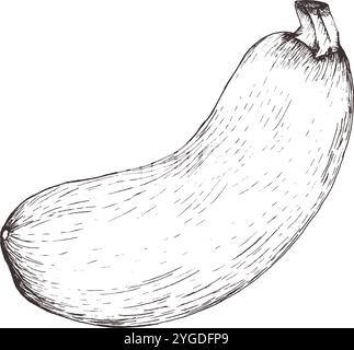 Illustrationen mit Gemüsetinte für Zucchini. Handgezeichnetes isoliertes Lebensmittel-Clipart in Monochrom. Veganes Element für Label, Logo, Post Design. Lebensmittelverpackung Stock Vektor