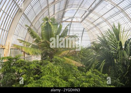 Üppige tropische Vegetation, Palm House, ältestes viktorianisches Gewächshaus der Welt, Royal Botanic Gardens, Kew, London, England, Großbritannien Stockfoto