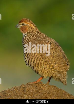 Rock Bush-Quail (Perdicula argoondah) männlich in Gujarat, Indien Stockfoto