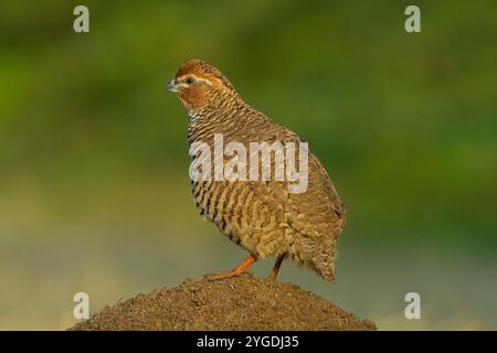 Rock Bush-Quail (Perdicula argoondah) männlich in Gujarat, Indien Stockfoto