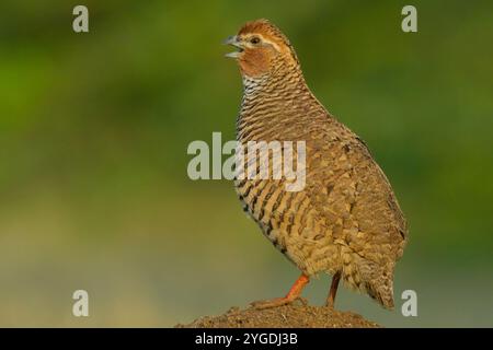 Rock Bush-Quail (Perdicula argoondah) männlich in Gujarat, Indien Stockfoto