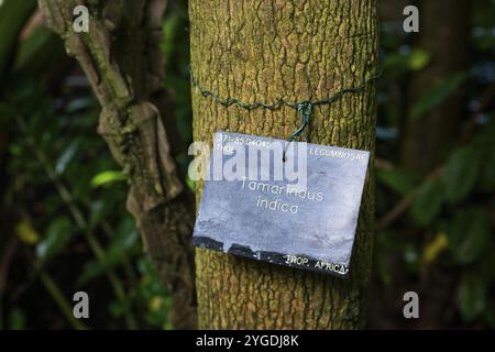 Schild mit der Aufschrift „Tamarindus indica“, auf einer Tamarinde, Royal Botanic Gardens, Kew, London, England, Großbritannien Stockfoto