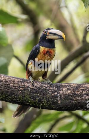 Blassmandibles Aracari (Pteroglossus erythropygius), Mindo Forest Reserve, Ecuador, Südamerika Stockfoto