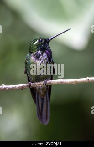 Lila-bibbed Weißspitze (Urosticte benjamini), Mindo Forest Reserve, Mindo, Ecuador, Südamerika Stockfoto