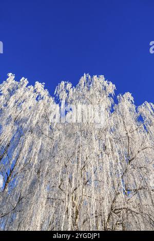 Birke mit hängenden Zweigen mit Raureif, ein kalter sonniger Wintertag und ein klarer blauer Himmel von unten Stockfoto