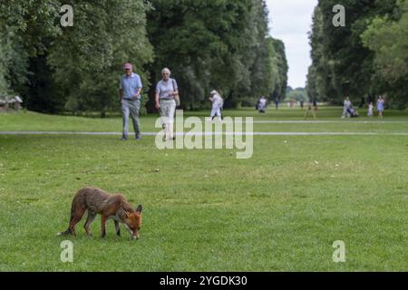 Rotfuchs (Vulpes vulpes) auf einer großen Wiese in einem Park, Spaziergänger im Hintergrund, Royal Botanic Gardens (Kew Gardens), UNESCO-Weltkulturerbe Kew, Stockfoto