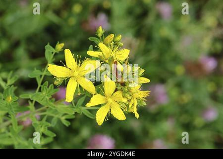 Johanniskraut (Hypericum perforatum), Johanniskraut oder Johanniskraut (Hypericum perforatum), Heilpflanze, blühend, Wiln Stockfoto