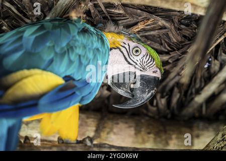 Blauer und gelber Ara (Ara ararauna), Aviario Nacional de Colombia, Via Baru, Provinz Cartagena, Bolivar, Kolumbien, Südamerika Stockfoto