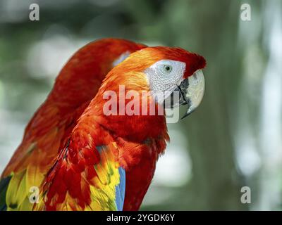 Scharlach (Ara macao), Aviario Nacional de Colombia, Via Baru, Provinz Cartagena, Bolivar, Kolumbien, Südamerika Stockfoto