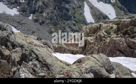 Alpensteinbock (Capra Steinbock), auf einem Felsen, Aiguille Rouges, Chamonix, Frankreich, Europa Stockfoto