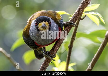 Tukanbarbet (Semnornis ramphastinus), Mindo Forest Reserve, Mindo, Ecuador, Südamerika Stockfoto