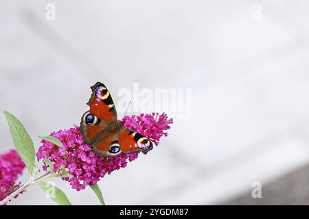 Pfauenfalter (Inachis io) saugt Nektar an Schmetterlingsstrauch (Buddleja davidii), in einer natürlichen Umgebung in freier Wildbahn, Nahaufnahme, Tierwelt, Insekten Stockfoto