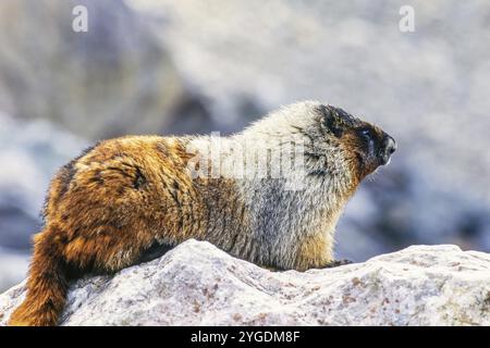 Murmeltier (Marmota caligata) auf einem Felsen in den kanadischen rockies, Banff National Park, Alberta, Kanada, Nordamerika Stockfoto