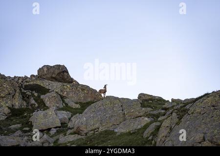 Alpensteinbock (Capra Steinbock), auf Felsen, Silhouette vor hellem Himmel, Aiguille Rouges, Chamonix, Frankreich, Europa Stockfoto