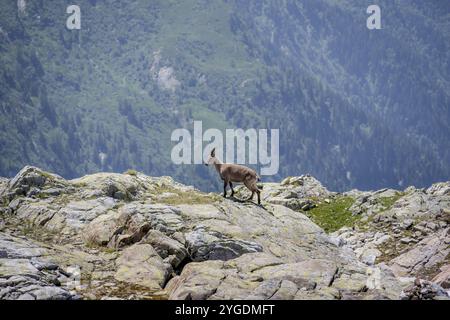 Alpensteinbock (Capra Steinbock), auf einem Felsen, Aiguille Rouges, Chamonix, Frankreich, Europa Stockfoto