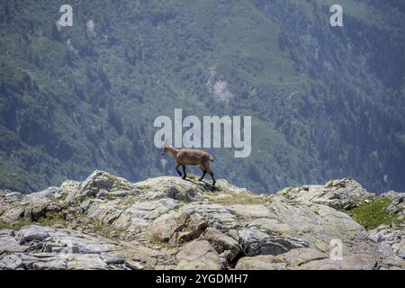 Alpensteinbock (Capra Steinbock), auf einem Felsen, Aiguille Rouges, Chamonix, Frankreich, Europa Stockfoto