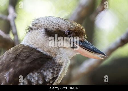 Lachende Kookaburra (Dacelo novaeguineae), Aviario Nacional de Colombia, Via Baru, Provinz Cartagena, Bolivar, Kolumbien, Südamerika Stockfoto